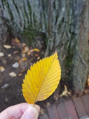 Ulmus americana