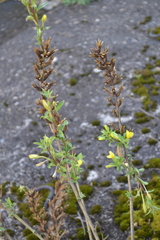 Oenothera rubricaulis