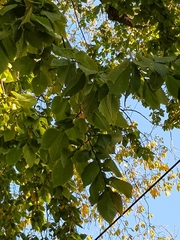 Ulmus americana