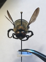 Xylocopa virginica image