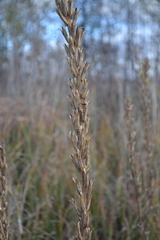 Oenothera rubricaulis