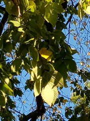Ulmus americana