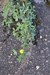 Melilotus officinalis