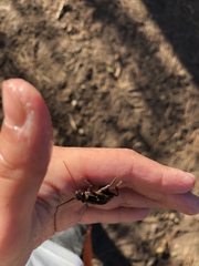 Pteronarcys princeps