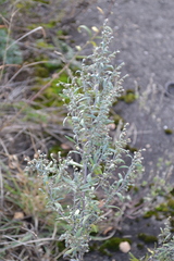 Artemisia absinthium