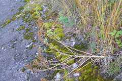 Oenothera rubricaulis