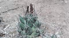 Coryphantha macromeris macromeris