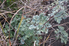 Artemisia absinthium