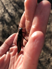 Pteronarcys princeps