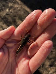 Pteronarcys princeps