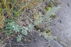 Artemisia absinthium