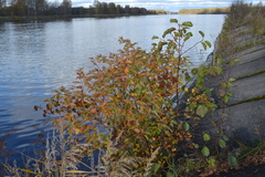 Physocarpus opulifolius