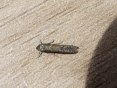 Lepidoptera