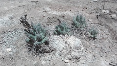 Coryphantha macromeris macromeris