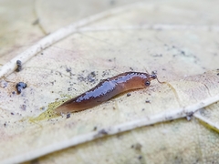 Gastropoda