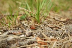 Chorthippus alticola