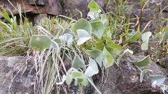 Baptisia arachnifera