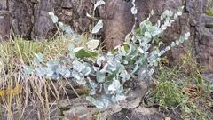 Baptisia arachnifera