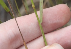 Agrostis pallens