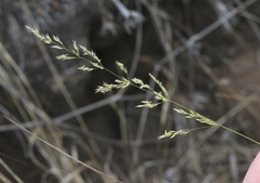 Agrostis pallens