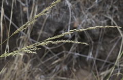 Agrostis pallens