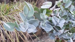 Baptisia arachnifera