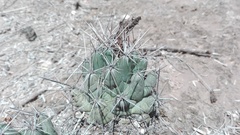 Coryphantha macromeris macromeris