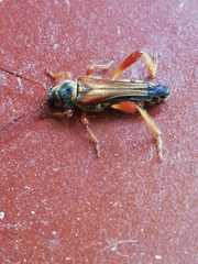 Stenopterus mauritanicus