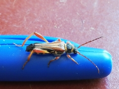 Stenopterus mauritanicus