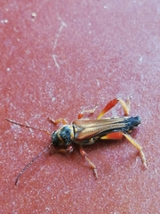 Stenopterus mauritanicus