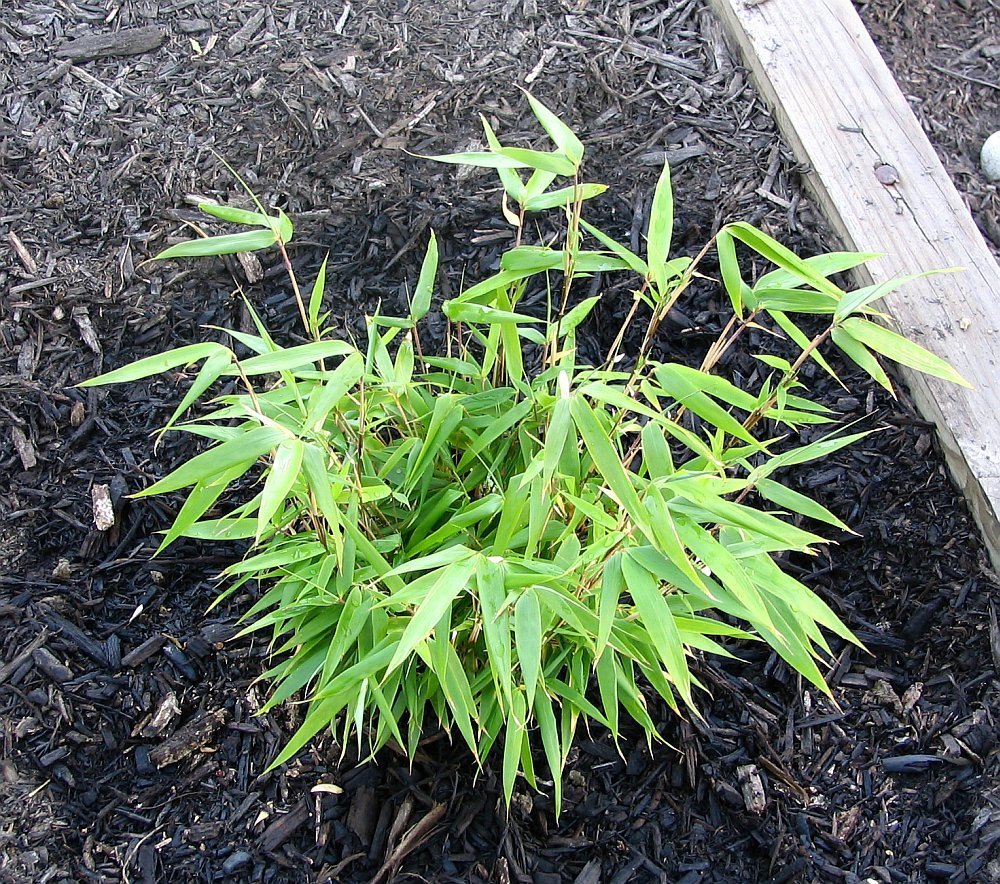 Fargesia rufa