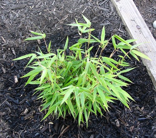 Fargesia rufa (Fargesia rufa)