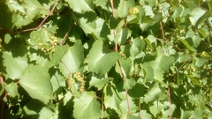Vitis rupestris