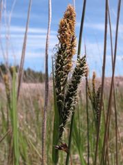 Carex vacillans