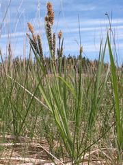 Carex vacillans