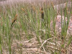 Carex vacillans