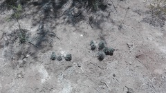 Coryphantha macromeris macromeris