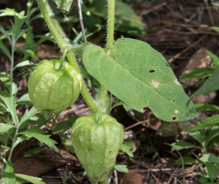 Physalis caudella