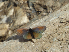 Erebia tyndarus