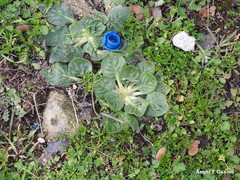 Trifolium subterraneum