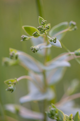 Hylotelephium maximum