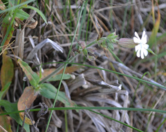 Silene latifolia