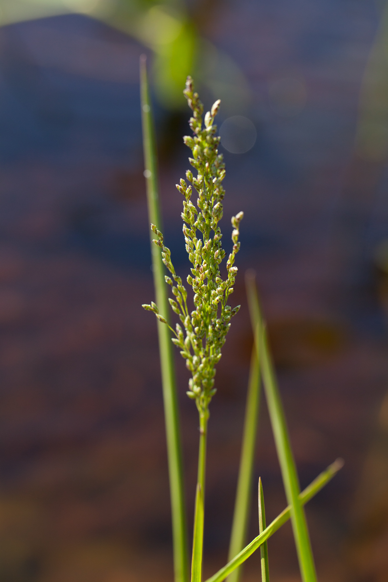 Glyceria obtusa