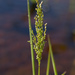 Glyceria obtusa - Photo (c) bobkennedy, algunos derechos reservados (CC BY-SA), uploaded by bobkennedy