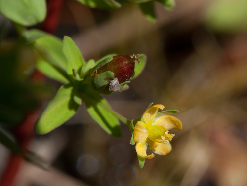 Northern St. Johnswort (Hypericum boreale)