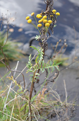 Tanacetum vulgare