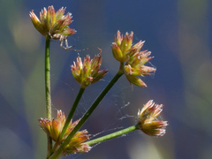 Juncus acuminatus