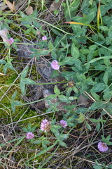 Trifolium pratense