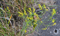 Melilotus officinalis