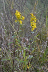 Solidago virgaurea